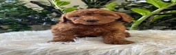 Mini Goldendoodle dogs for sale: Diva - Ad 1