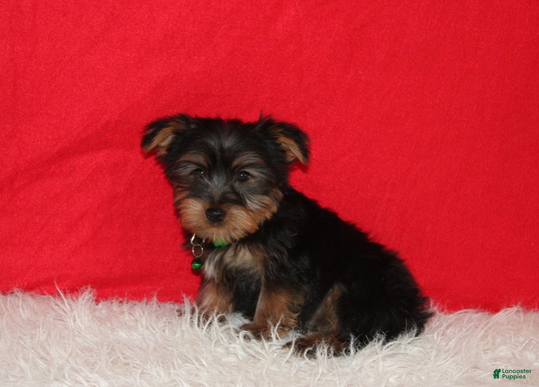 Yorkshire Terrier dogs for sale: Dustin - Ad 8