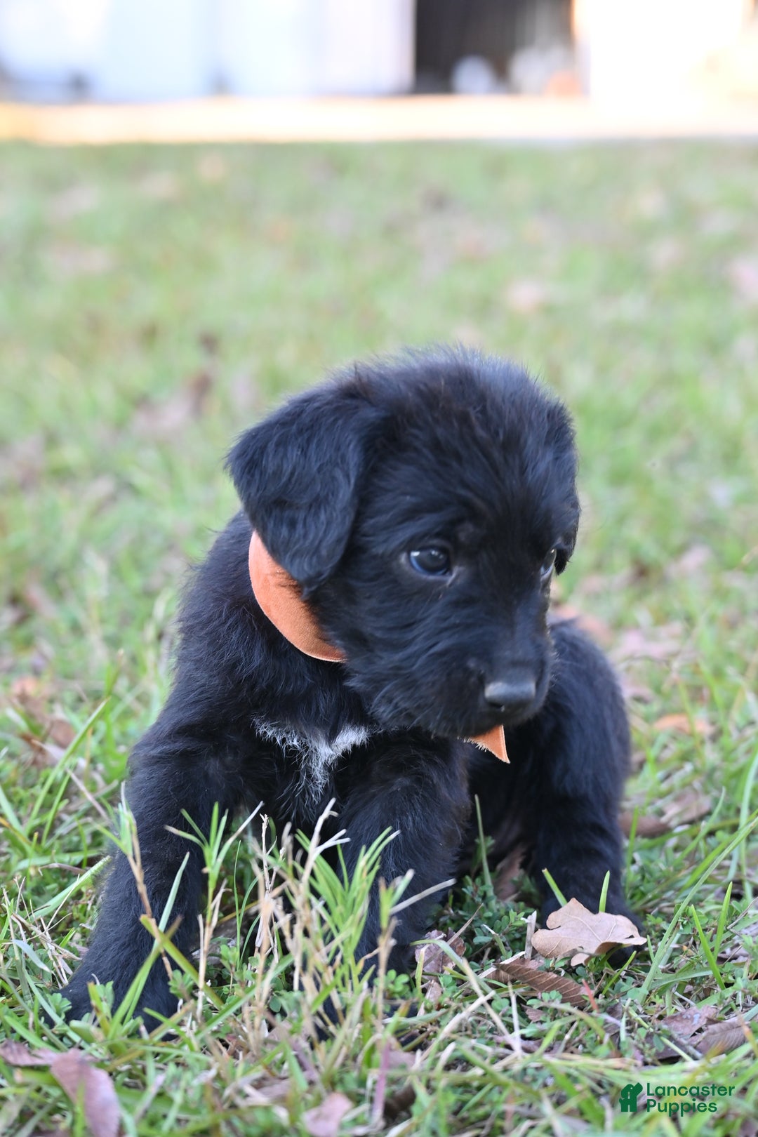 Mixed Breed dogs for sale: Puppy 5 - Ad 1