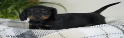 Miniature Dachshund dogs for sale: Dallas - Ad 3