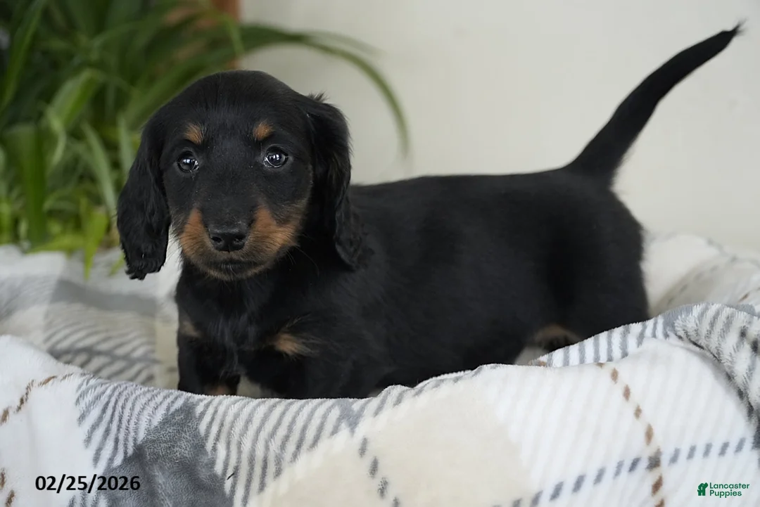 Miniature Dachshund dogs for sale: Dallas - Ad 3