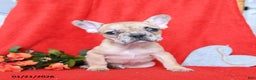 French Bulldog dogs for sale: Dijon - Ad 3