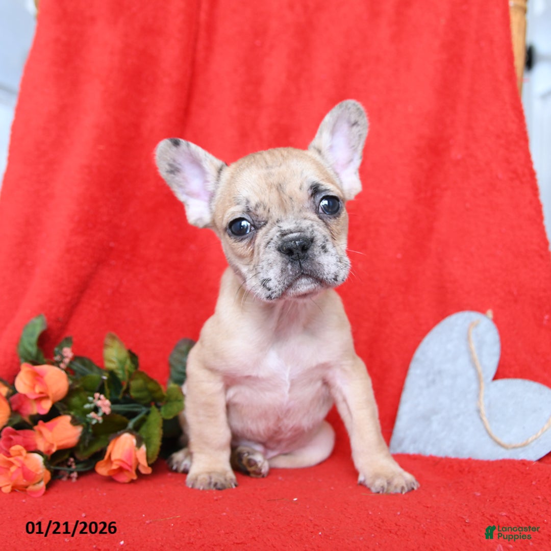 French Bulldog dogs for sale: Dijon - Ad 3