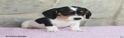 Miniature Dachshund dogs for sale: Carrie - Ad 5