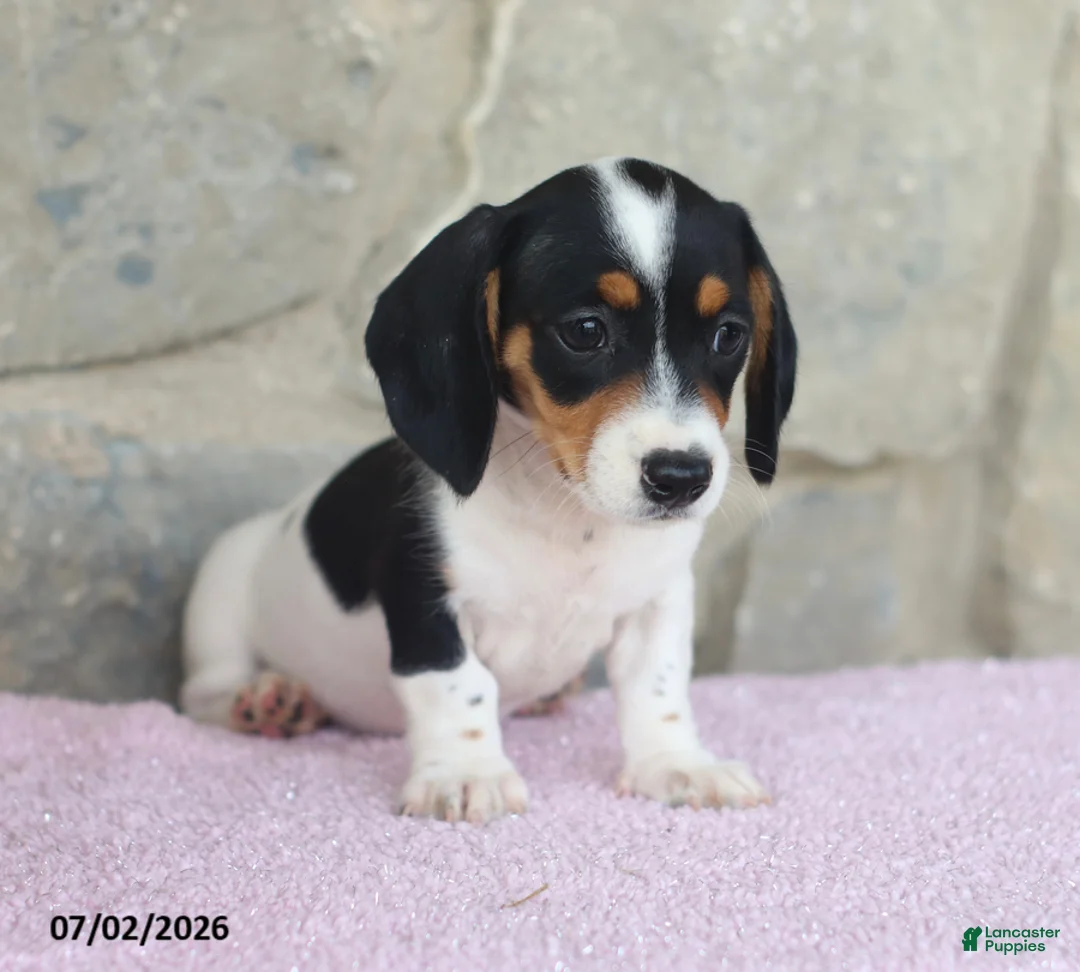 Miniature Dachshund dogs for sale: Carrie - Ad 5