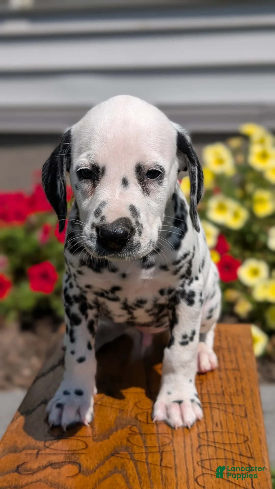 Dalmatian dogs for sale: Max - Ad 2