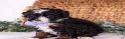 Mini Bernedoodle dogs for sale: Kate - Ad 3