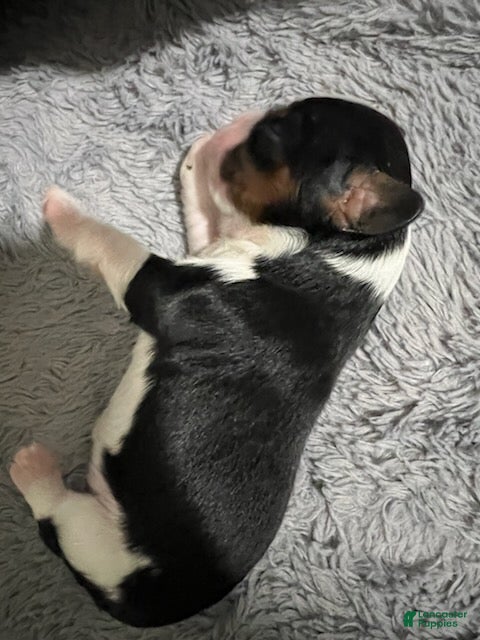Cavalier King Charles Spaniel dogs for sale: Bentley - Ad 2