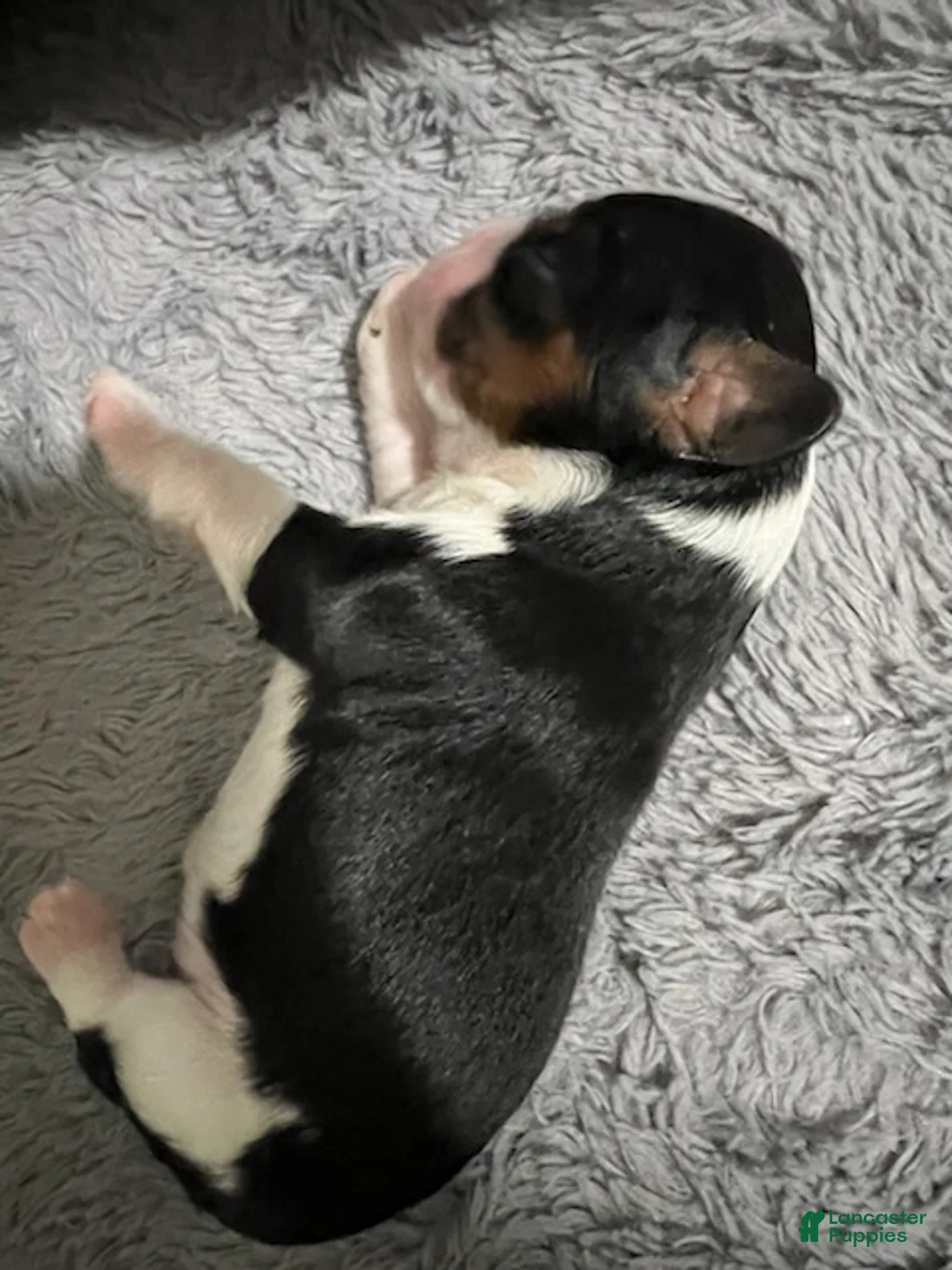 Cavalier King Charles Spaniel dogs for sale: Bentley - Ad 1