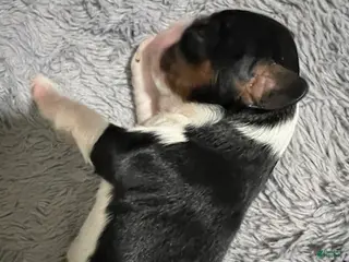 Cavalier King Charles Spaniel dogs for sale: Bentley - Ad 2
