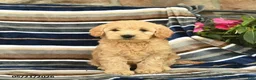 Mini Goldendoodle dogs for sale: Eden  - Ad 2