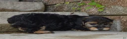 Yorkiepoo dogs for sale: Willow - Ad 4