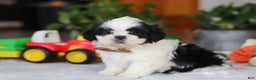 Shih Tzu dogs for sale: Gordon - Ad 8