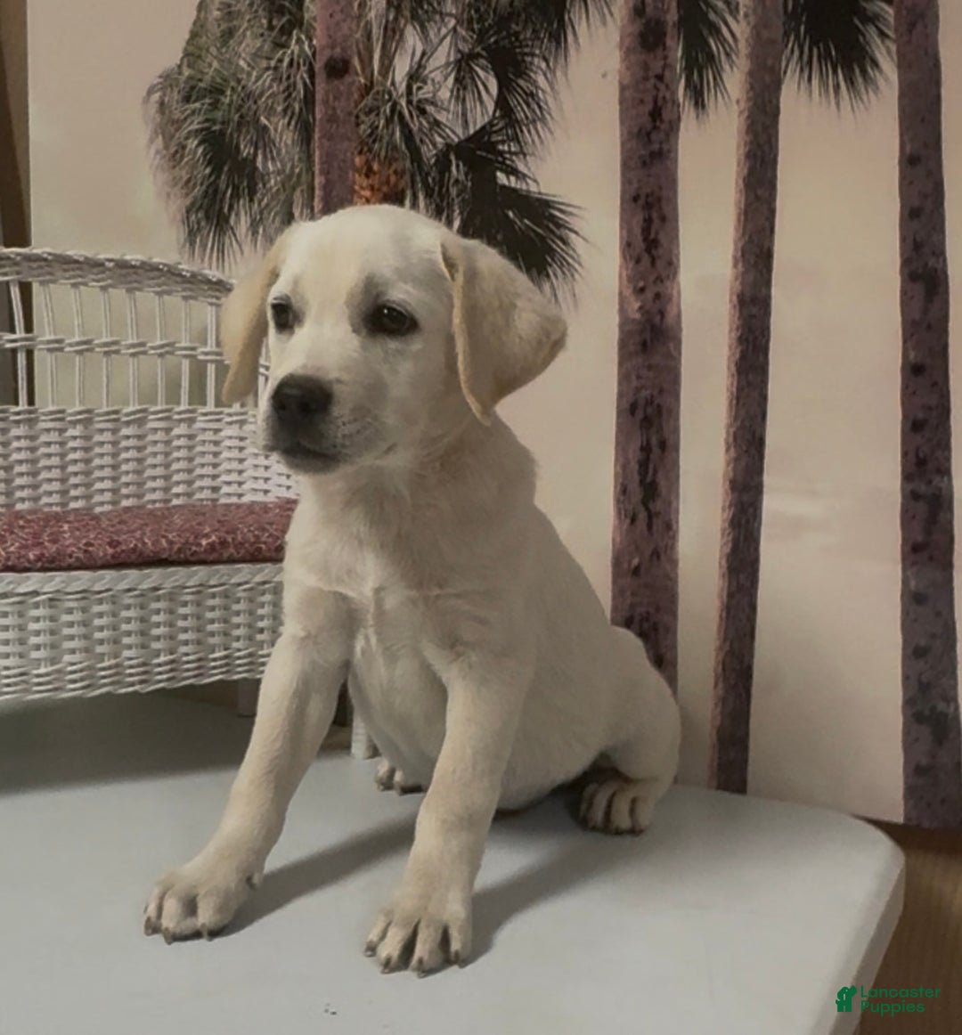 Labrador Retriever dogs for sale: Labrador Retriever Chester - Ad 8
