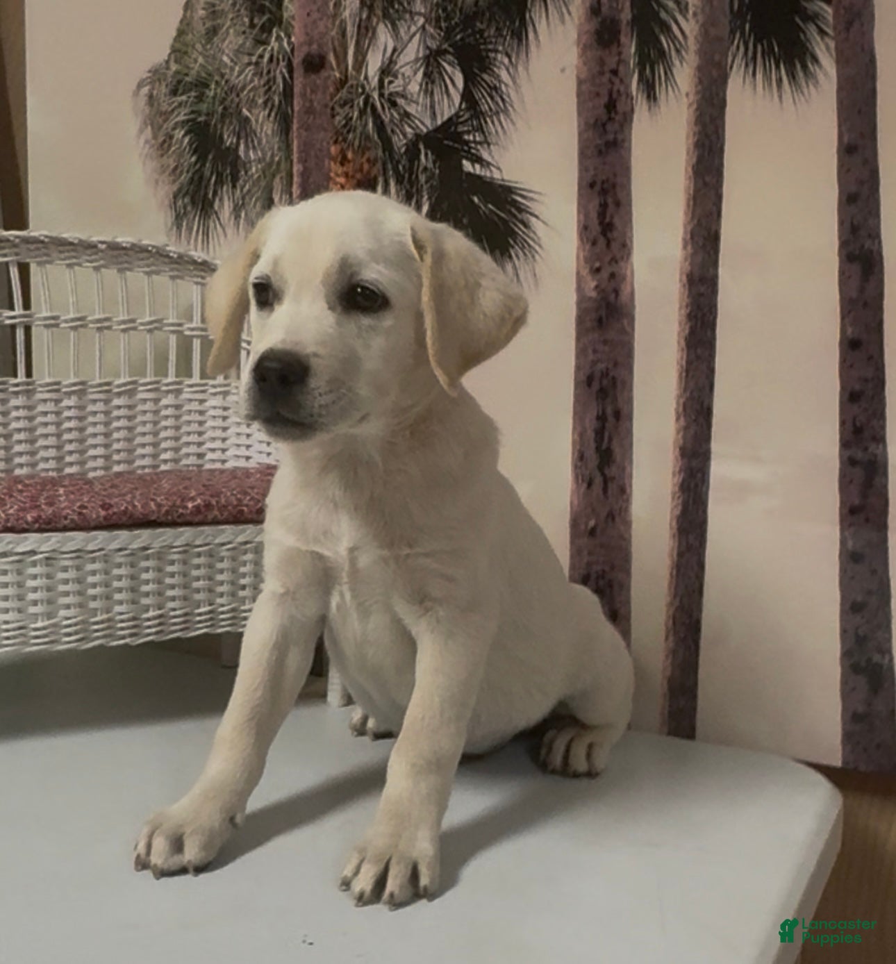 Labrador Retriever dogs for sale: Labrador Retriever Jackie - Ad 11