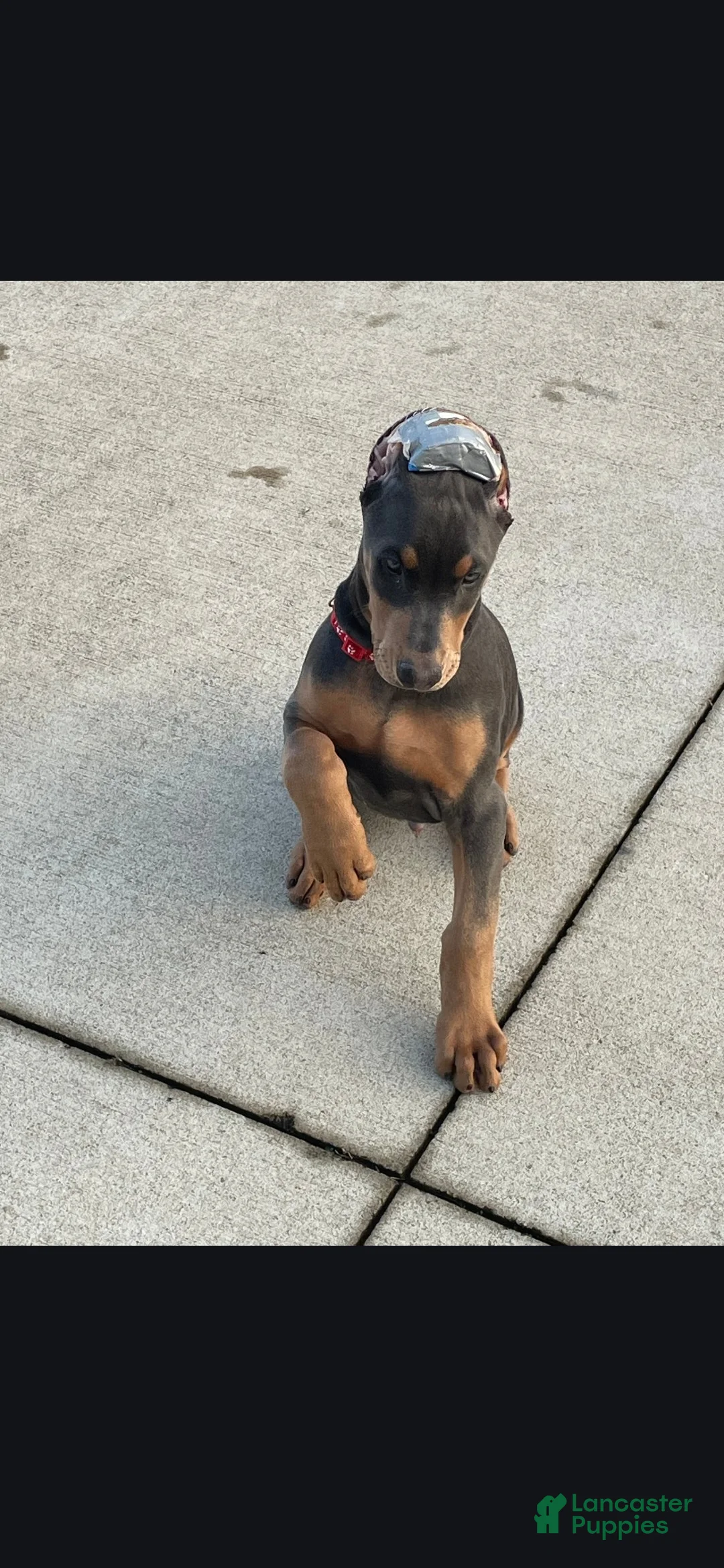 Doberman Pinscher dogs for sale: Blue Doberman Pinscher Puppy - Jett - Ad 3