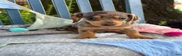 Miniature Dachshund dogs for sale: Theodora - Ad 9