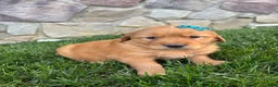 Golden Retriever dogs for sale: Ryder  - Ad 5