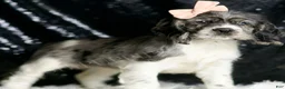 Cocker Spaniel dogs for sale: Fallon - Ad 3