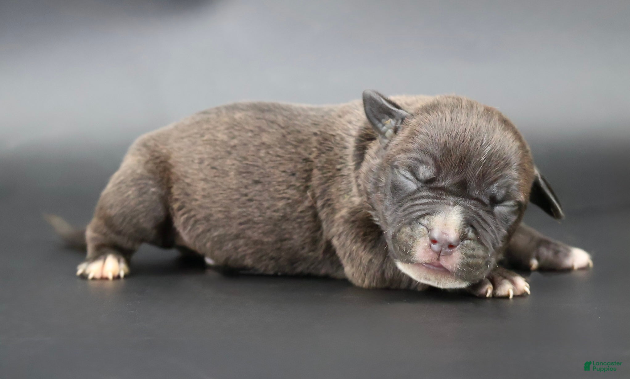American Bully dogs Osiris - XL - ABKC - Ad 1