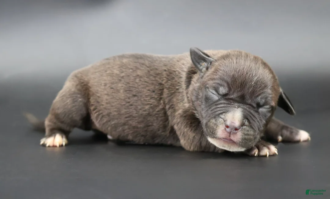American Bully dogs for sale: Osiris - XL - ABKC - Ad 1