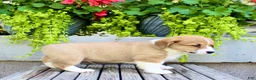 Welsh Corgi Pembroke dogs for sale: Rusty - Ad 5