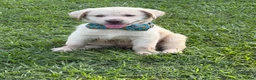 Labrador Retriever dogs for sale: Rivers - Ad 3