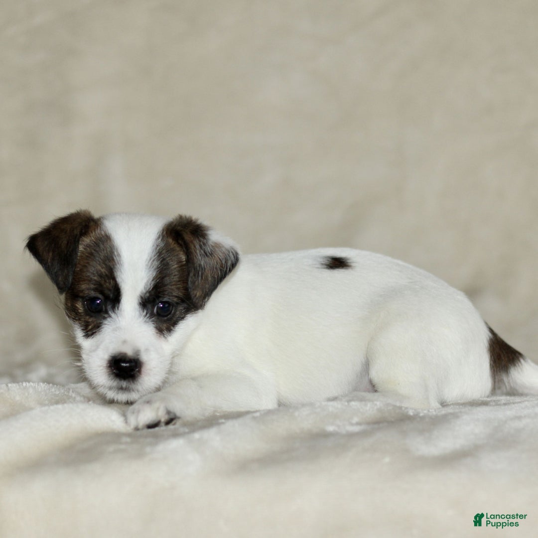 Mixed Breed dogs for sale: Layla  - Ad 2