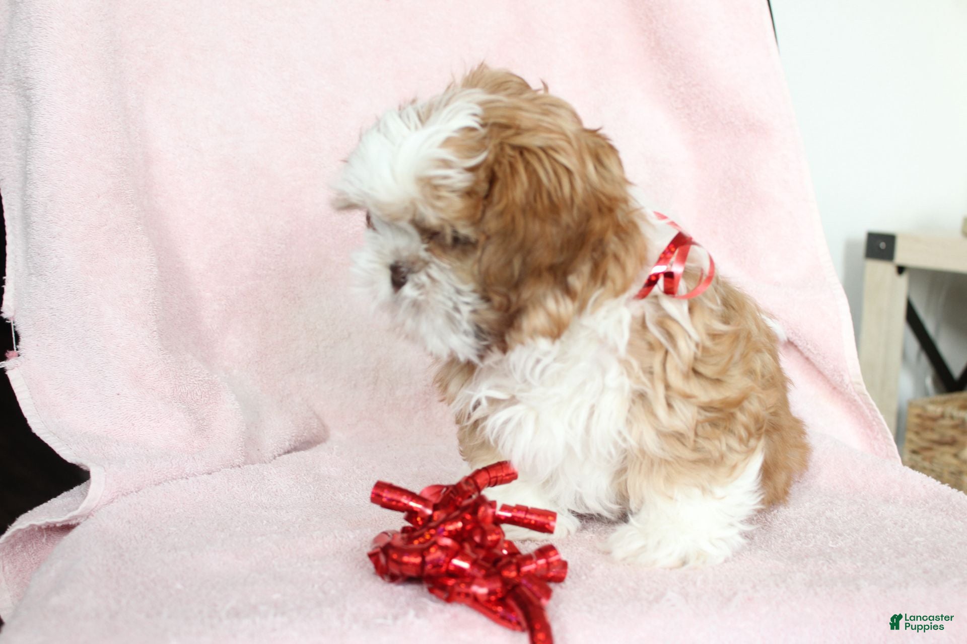 Shih Tzu dogs Avery - Ad 2