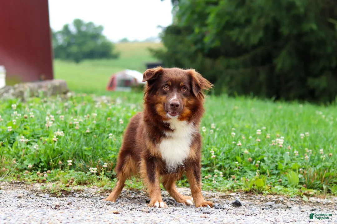 Mini Aussiedoodle dogs for sale: Austin - Ad 8