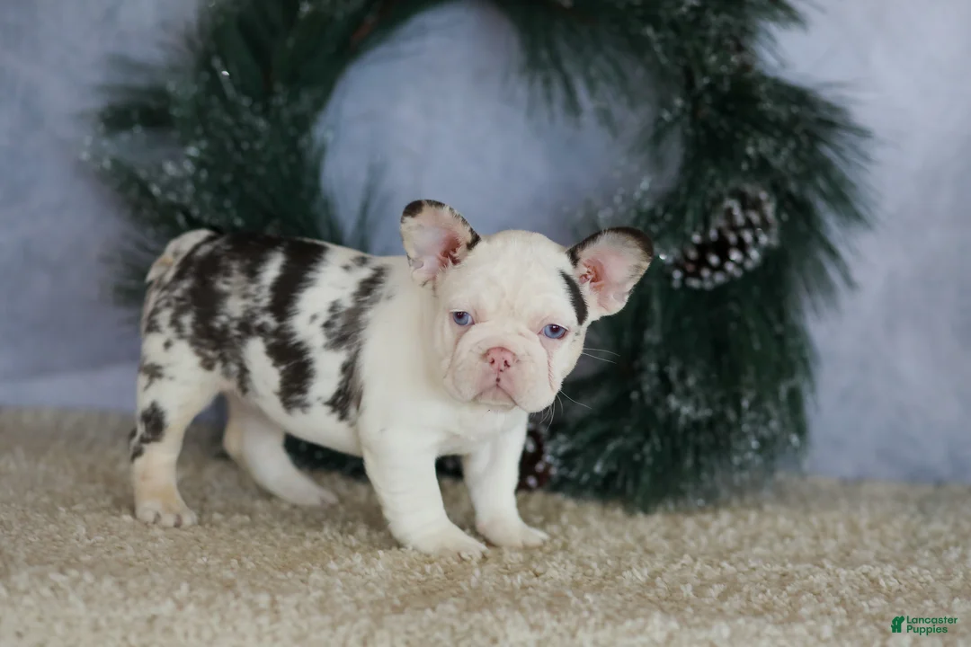 French Bulldog dogs for sale: Lady - Ad 3