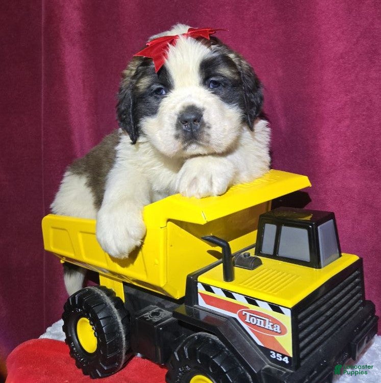 Saint Bernard dogs Wooly Willy - Ad 21