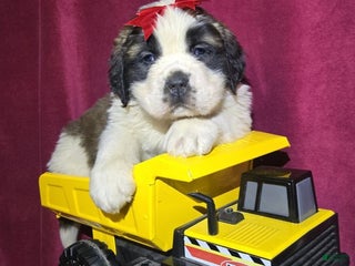 Saint Bernard dogs Wooly Willy - Ad 21