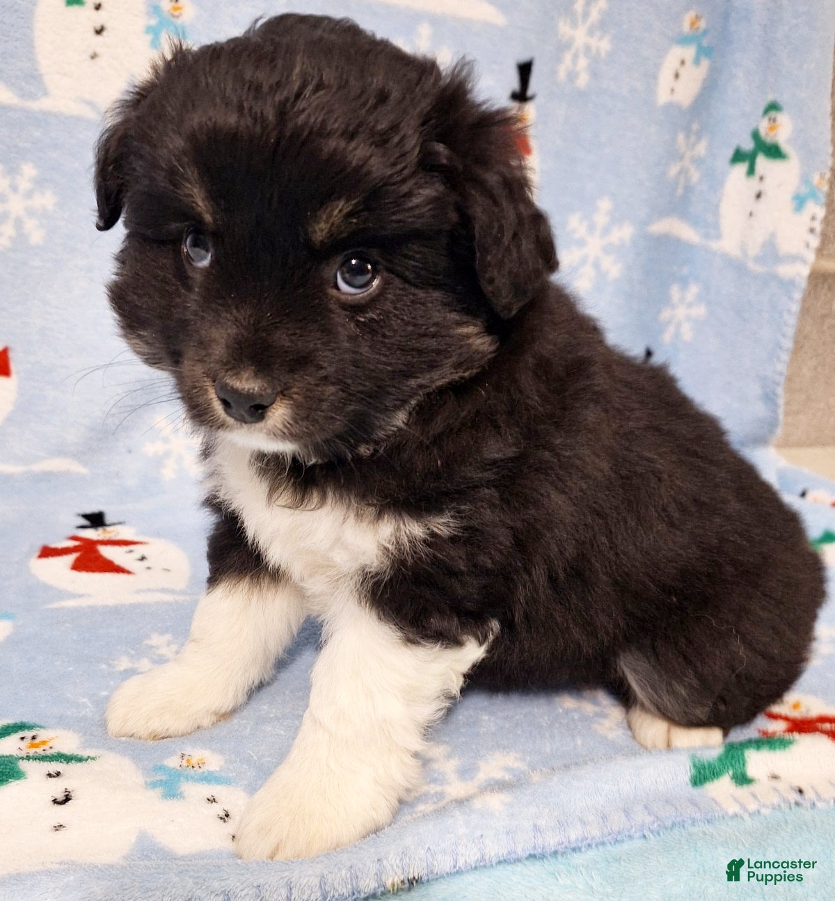 Miniature Australian Shepherd dogs Ebony - Ad 34