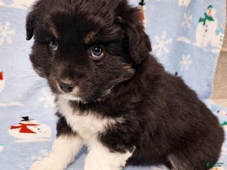 Miniature Australian Shepherd dogs Ebony - Ad 31