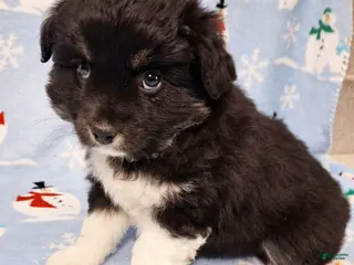Miniature Australian Shepherd dogs Ebony - Ad 6