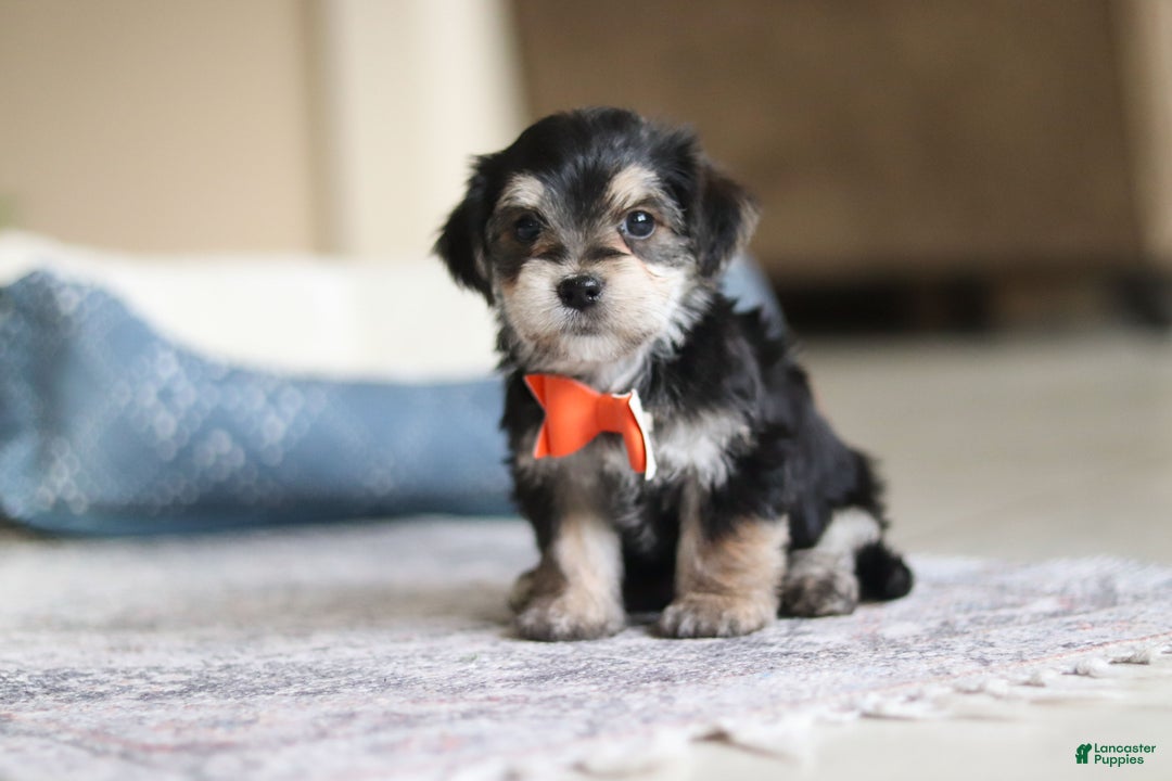 Morkie dogs for sale: Benson - Ad 8