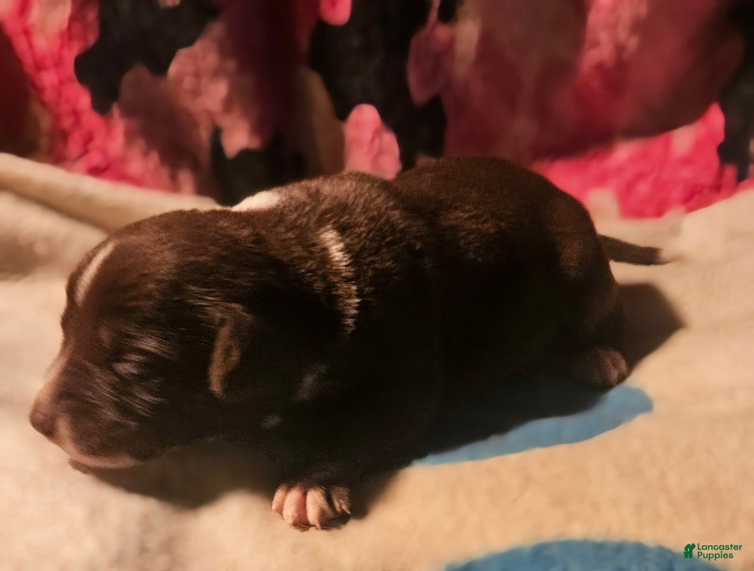 Border Collie dogs for sale: Bailey - Ad 11