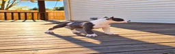 American Bully dogs for sale: 9x Kennels Marilyn Monroe  - Ad 4