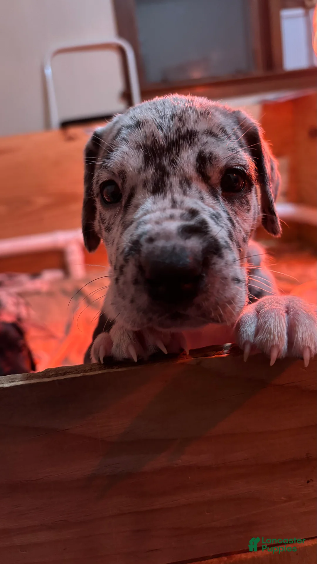 Great Dane dogs for sale: Dipper - Ad 1