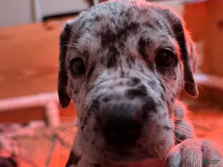 Great Dane dogs Dipper - Ad 29