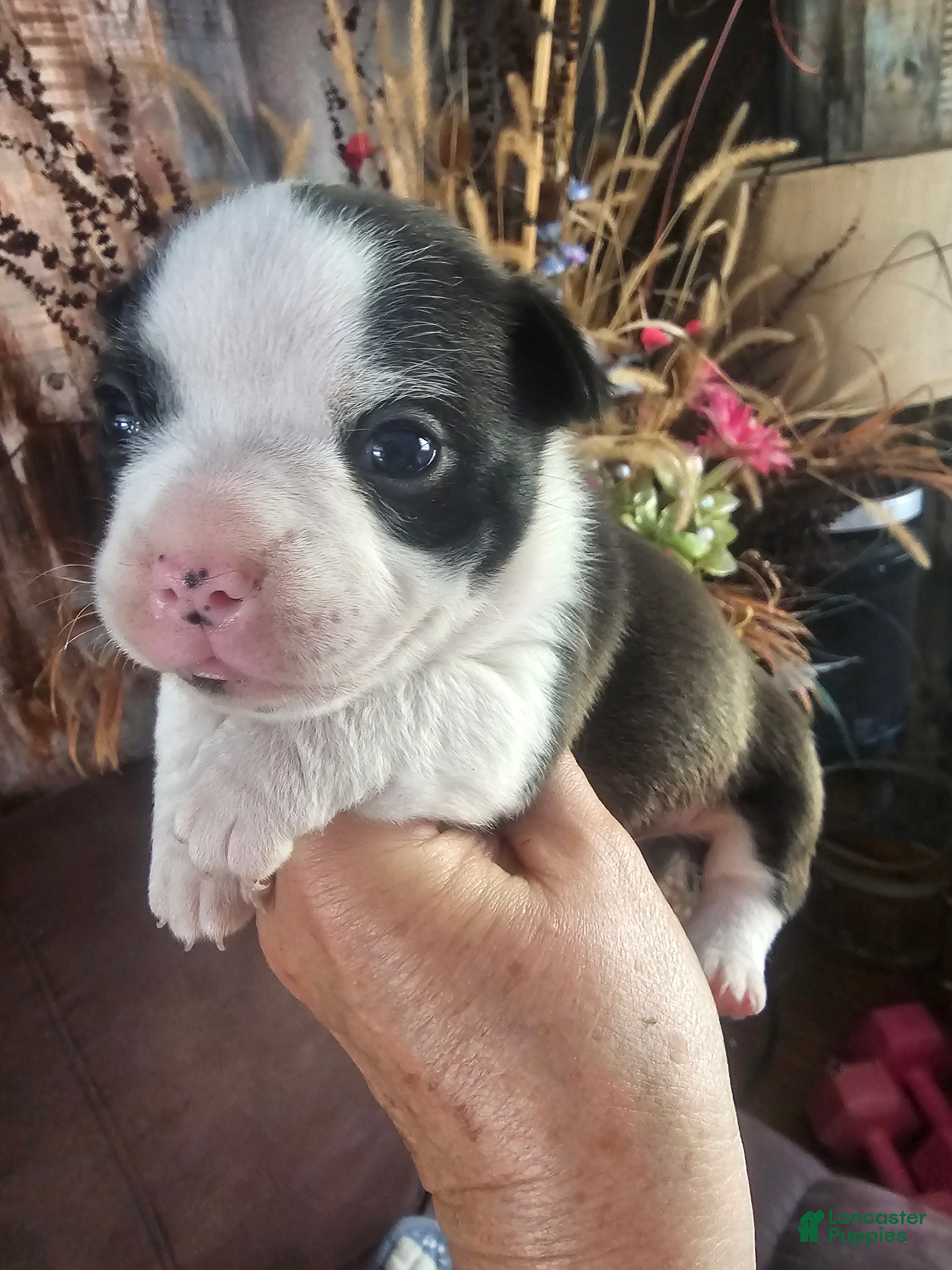 Frenchton dogs Remi  Frenchton Puppy 1 - Ad 33