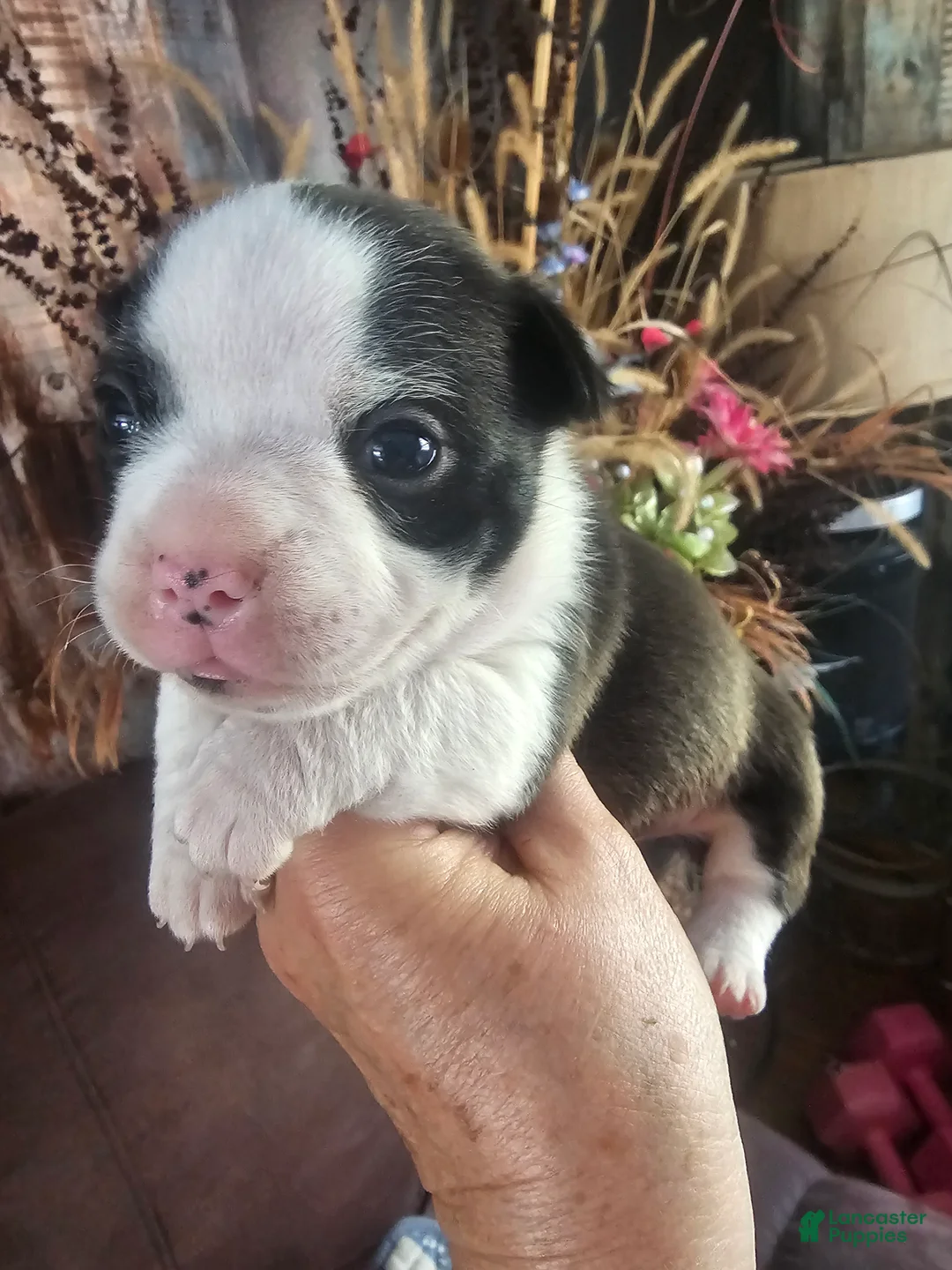 Frenchton dogs for sale: Remi  Frenchton Puppy 1 - Ad 1