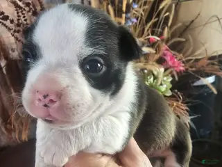 Frenchton dogs Remi Frenchton Puppy 1 - Ad 33