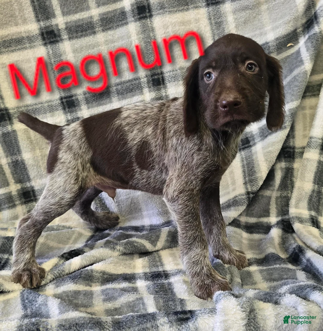Mixed Breed dogs for sale: MAGNUM - Ad 1