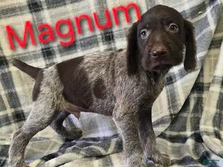 Mixed Breed dogs MAGNUM - Ad 35