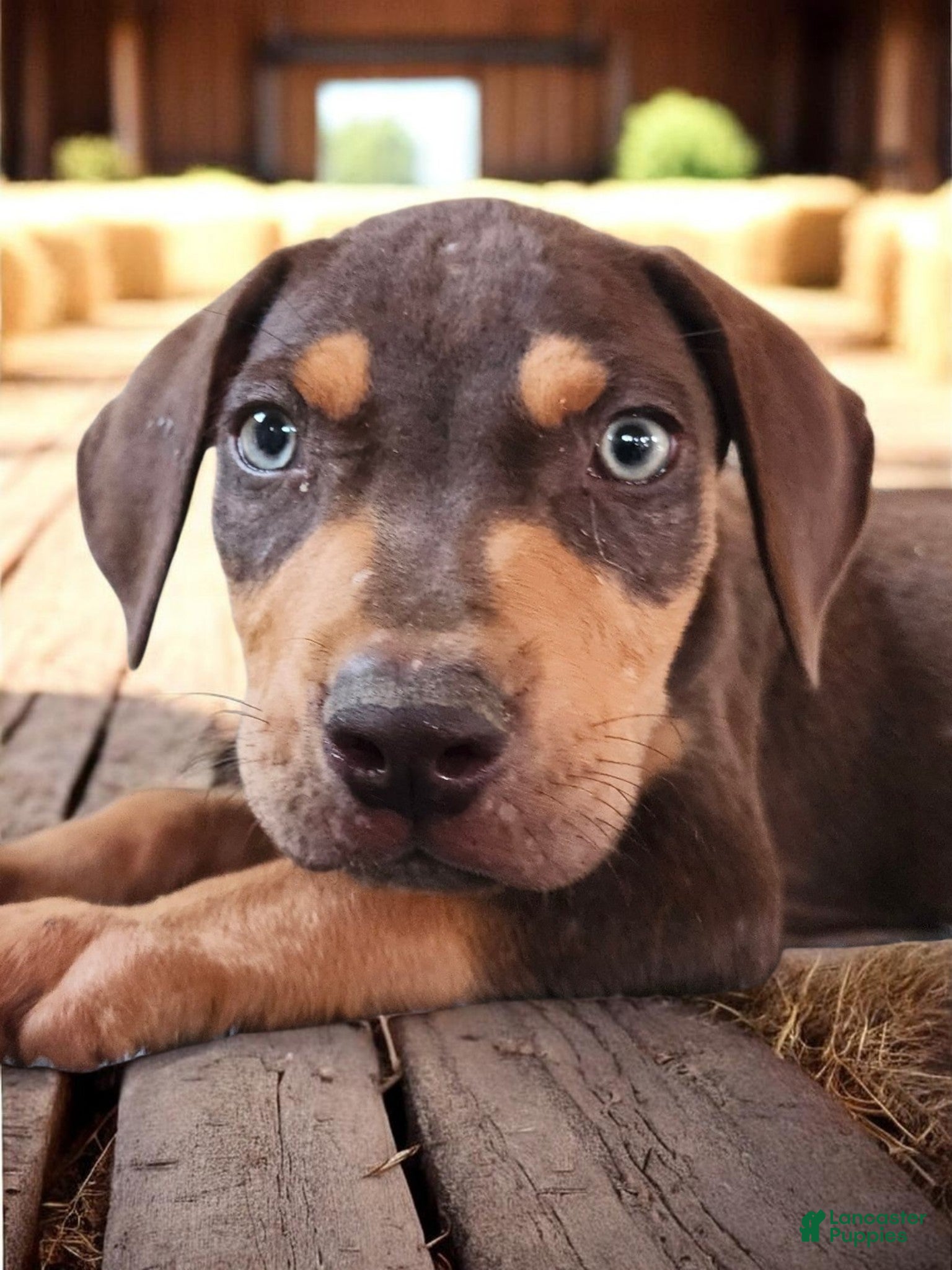 Catahoula Leopard Dog dogs MS 2026 Male 2 - Ad 9