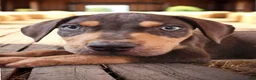 Catahoula Leopard Dog dogs for sale: MS 2026 Male 2 - Ad 1