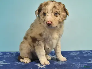 Mixed Breed dogs Ryan - Ad 26