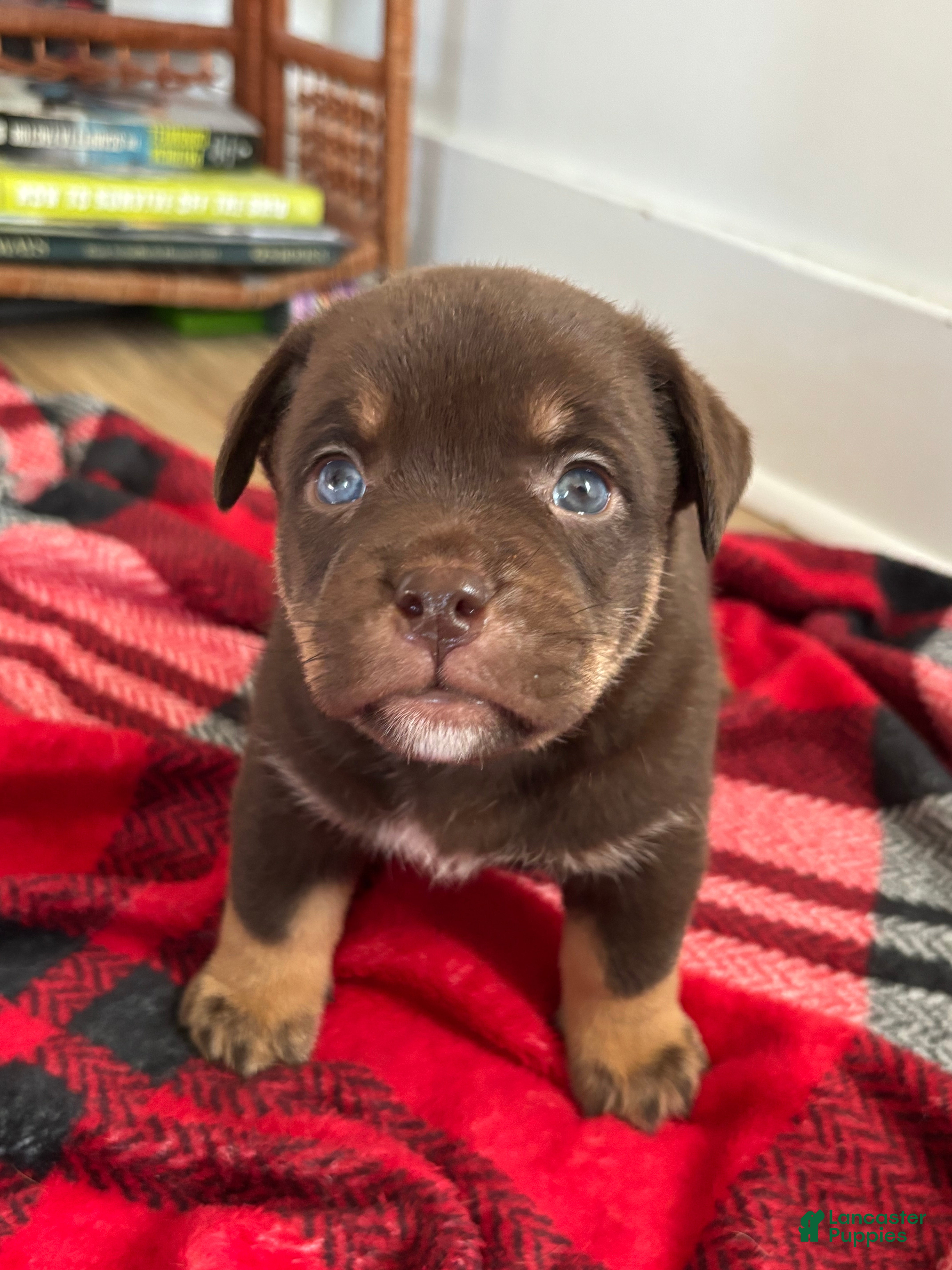 Mixed Breed dogs Atlas - Ad 1